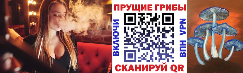 Купить  Болхов  Галлюциногенные грибы Psilocybine cubensis 